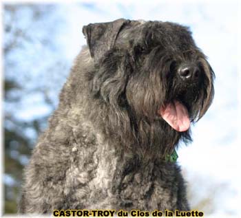 bouvier des flandres du clos de la luette - copyright d&eacute;pos&eacute;